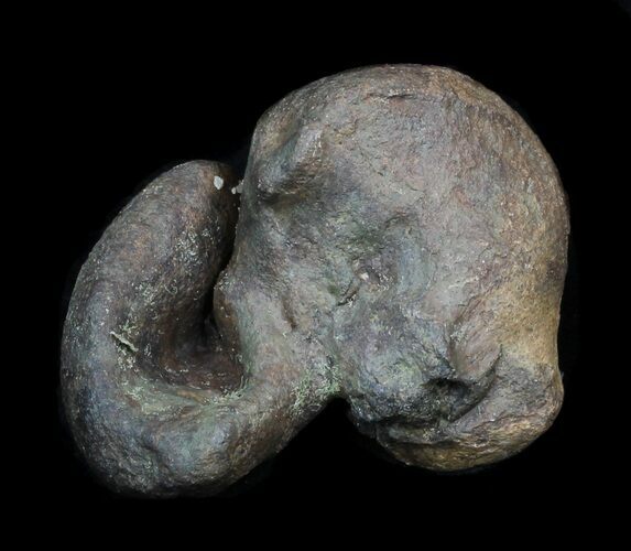 Fossil Manatee (Trichechus) Ear Bone - Florida #33317